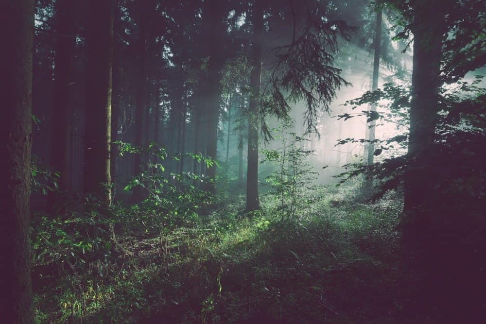 The Black Forest & Baden-Baden Spa Valleys, Germany visa UAE
